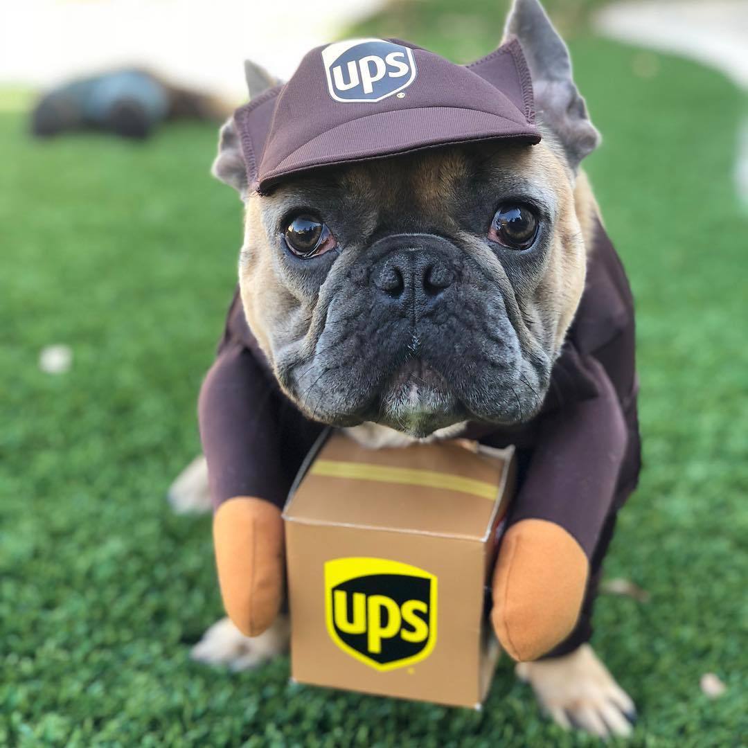 Delivery of pet dog and cat clothes-Free Shipping