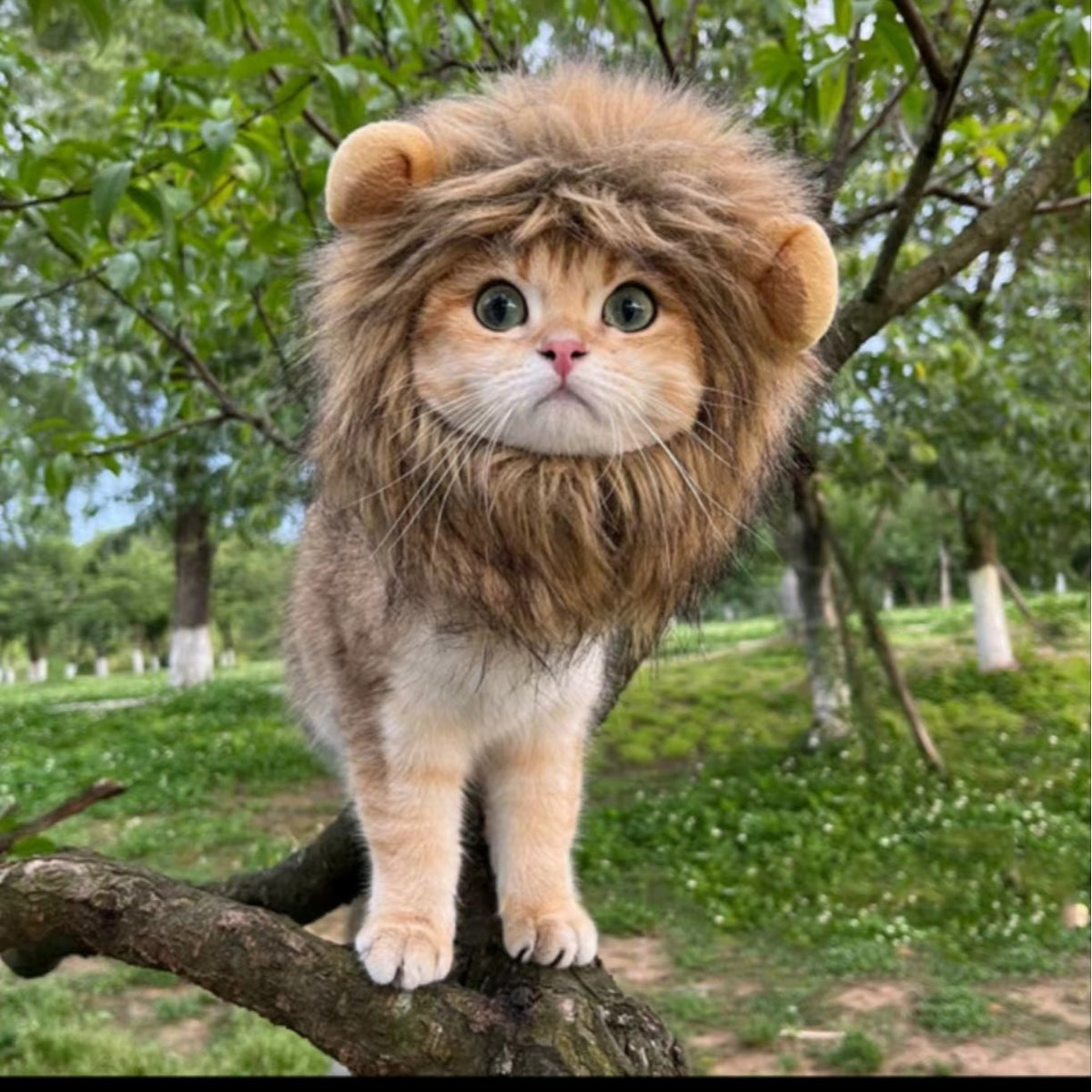 Halloween Lion Transformation Costume-Free Shipping