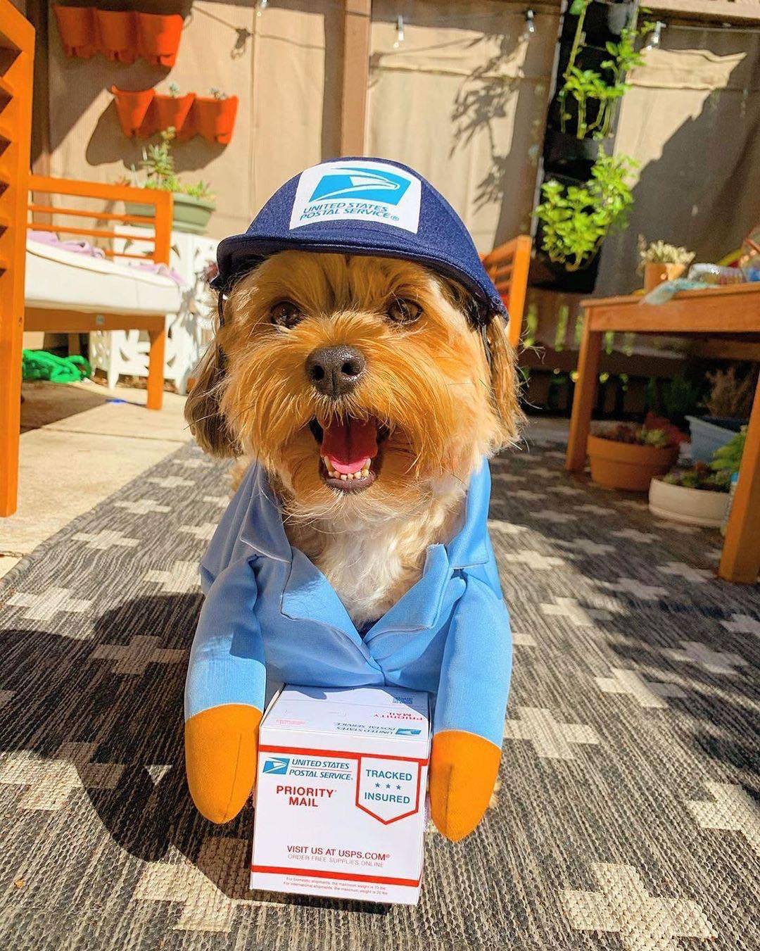 Delivery of pet dog and cat clothes-Free Shipping
