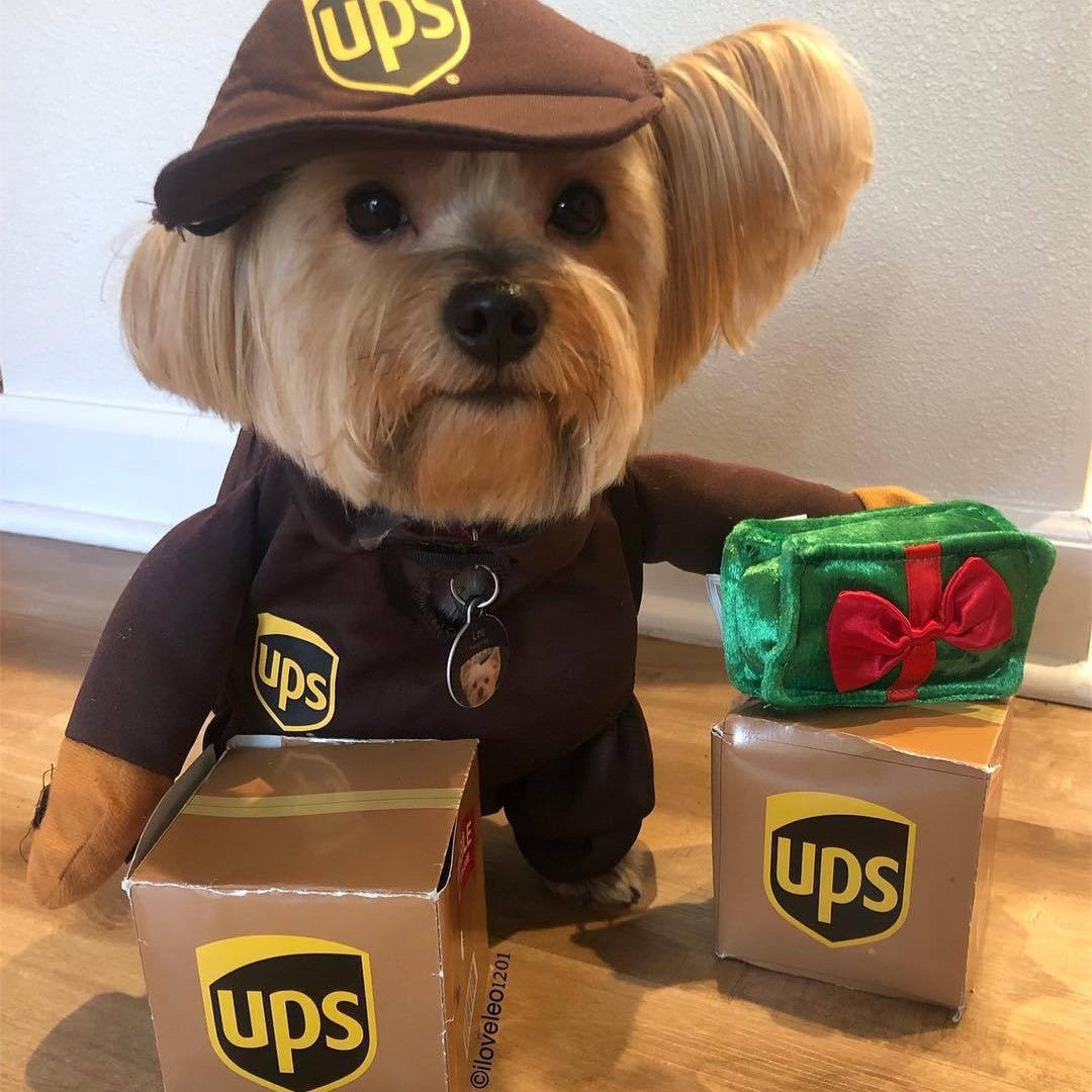 Delivery of pet dog and cat clothes-Free Shipping