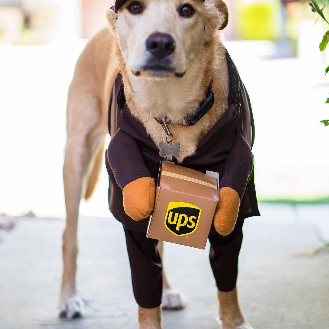 Delivery of pet dog and cat clothes-Free Shipping